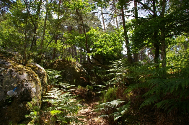 Cette forêt est à pleurer tant elle est belle...